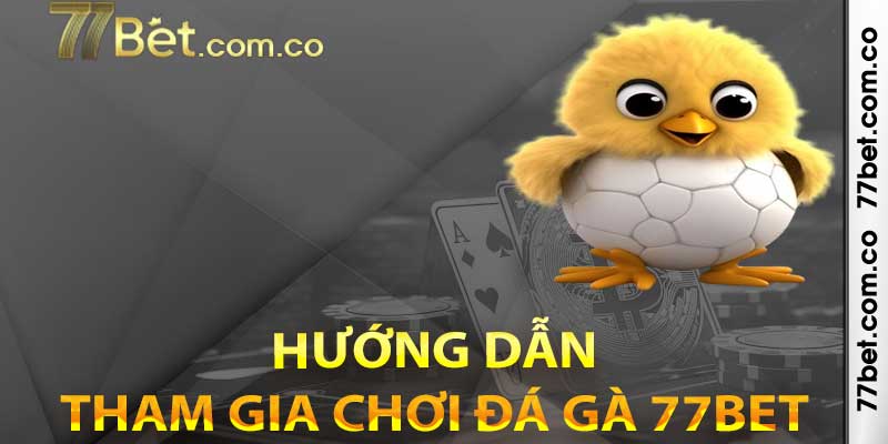 Hướng dẫn đơn giản để tham gia chơi đá gà 77bet